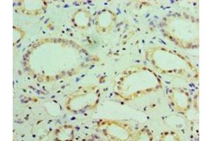 Immunohistochemistry of paraffin-embedded human kidney tissue using ABIN7160933 at dilution of 1:100 (NDUFB7 anticorps  (AA 2-137))