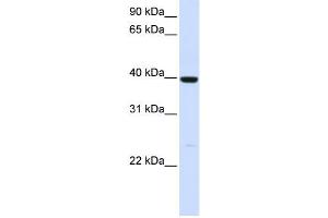 Western Blotting (WB) image for anti-Alcohol Dehydrogenase 1A (Class I), alpha Polypeptide (ADH1A) antibody (ABIN2458608)