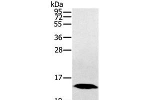 Western Blot analysis of Human fetal liver tissue using HINT1 Polyclonal Antibody at dilution of 1:200 (HINT1 anticorps)