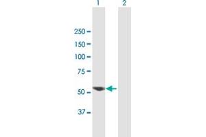 Western Blot analysis of VRK2 expression in transfected 293T cell line by VRK2 MaxPab polyclonal antibody. (VRK2 anticorps  (AA 1-508))