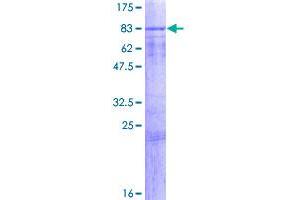 Image no. 1 for Spermatogenesis Associated 2 (SPATA2) (AA 1-520) protein (GST tag) (ABIN1321099)