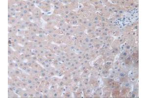 IHC-P analysis of Human Liver Tissue, with DAB staining. (Fibrillin 1 anticorps  (AA 723-902))