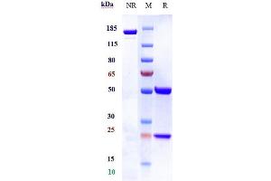 Anti-NKG2D / CD314 Reference Antibody (tesnatilimab) on SDS-PAGE under reducing (R) condition. (Recombinant NKG2D (Tesnatilimab Biosimilar) anticorps)