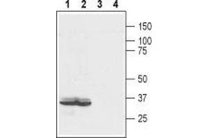 Western blot analysis of rat colon (lanes 1 and 3) and human colorectal adenocarcinoma (colo205) (lanes 2 and 4) lysates: - 1,2. (EDG4 anticorps  (Extracellular, N-Term))
