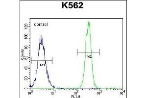 eNos Antibody  (ABIN655773 and ABIN2845211) flow cytometric analysis of K562 cells (right histogram) compared to a negative control cell (left histogram). (ENOS anticorps  (AA 1156-1183))