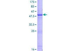 Image no. 1 for D-Tyrosyl-tRNA Deacylase 1 Homolog (S. Cerevisiae) (DTD1) (AA 1-209) protein (GST tag) (ABIN1352054)