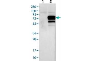 Western blot analysis of Lane 1: Negative control (vector only transfected HEK293T lysate), Lane 2: Over-expression Lysate (Co-expressed with a C-terminal myc-DDK tag (~3. (GRHL1 anticorps)