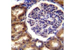 Alkaline Phosphatase antibody immunohistochemistry analysis in formalin fixed and paraffin embedded human kidney tissue.