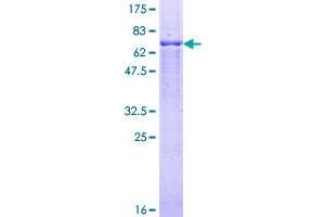 Image no. 1 for Proteasome (Prosome, Macropain) 26S Subunit, ATPase, 2 (PSMC2) (AA 1-433) protein (GST tag) (ABIN1316599)