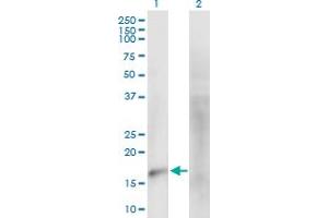 Western Blot analysis of MARVELD1 expression in transfected 293T cell line by MARVELD1 MaxPab polyclonal antibody. (MARVELD1 anticorps  (AA 1-173))