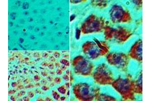 Image no. 1 for anti-Spermatogenic Leucine Zipper 1 (SPZ1) (AA 40-90) antibody (ABIN960358)