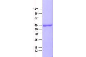 Validation with Western Blot