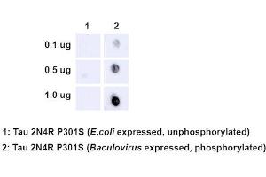 Dot Blot analysis using Rabbit Anti-Tau Monoclonal Antibody, Clone AH36 (ABIN6932902). (tau anticorps  (pSer202, pThr205) (FITC))