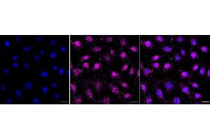anti-phospholipid Scramblase 3 (PLSCR3) antibody