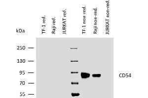 Western blotting analysis of human CD54 using mouse monoclonal antibody 1H4 on lysates of TF-1 and Raji cells, as well as of JURKAT cells (negative control) under reducing and non-reducing conditions.