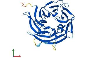AlphaFold protein structure predicition of Mouse Recombinant Dcaf7 Protein, UniprotID P61963