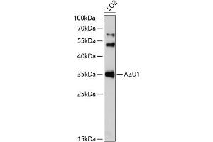Western blot analysis of extracts of LO2 cells, using  Antibody (ABIN6129211, ABIN6137391, ABIN6137393 and ABIN6221731) at 1:1000 dilution. (Azurocidin anticorps  (AA 27-251))