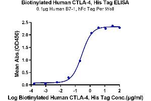 Immobilized Human B7-1, hFc Tag at 1 μg/mL (100 μL/Well) on the plate.