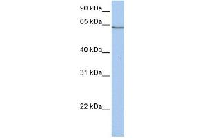 PCDHA4 antibody used at 1 ug/ml to detect target protein. (PCDHA4 anticorps  (C-Term))