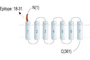 anti-G Protein-Coupled Receptor 183 (GPR183) (AA 18-31), (Extracellular), (N-Term) antibody (FITC)