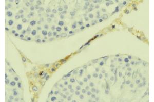 ABIN6277686 at 1/100 staining Mouse testis tissue by IHC-P. (TWEAK anticorps  (N-Term))