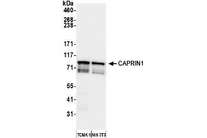 Western Blotting (WB) image for anti-Cell Cycle Associated Protein 1 (Caprin-1) (AA 550-600) antibody (ABIN7450064)