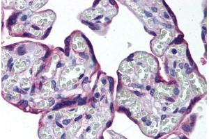 Human Placenta (formalin-fixed, paraffin-embedded) stained with HAPLN3 antibody ABIN292073 at 10 ug/ml followed by biotinylated goat anti-rabbit IgG secondary antibody ABIN481713, alkaline phosphatase-streptavidin and chromogen. (HAPLN3 anticorps  (AA 1-50))
