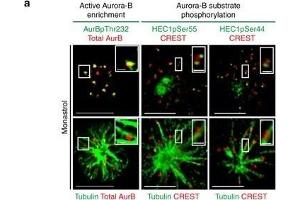 High Aurora-B activity promotes KT attachment to MT-walls.