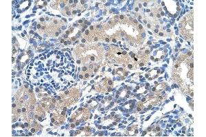 FKBP6 antibody was used for immunohistochemistry at a concentration of 4-8 ug/ml to stain Epithelial cells of renal tubule (arrows) in Human Kidney. (FKBP6 anticorps  (Middle Region))
