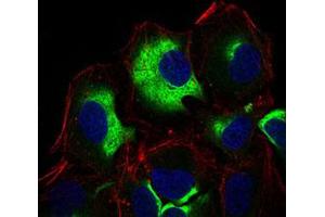 Immunofluorescent staining of HeLa cells using IL3RA monoclonal antibody, clone 10B8E7 .
