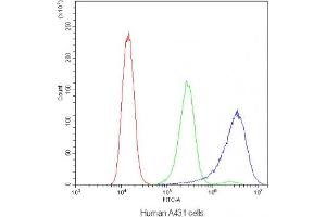 Flow cytometry testing of human A431 cells with CD2AP antibody at 1ug/10^6 cells (blocked with goat sera) (CD2AP anticorps)