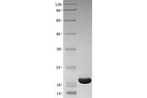 Validation with Western Blot
