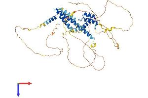 AlphaFold protein structure predicition of Mouse Recombinant Meis2 Protein, UniprotID P97367