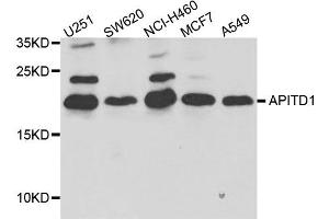 Western blot analysis of extract of various cells, using APITD1 antibody. (APITD1 anticorps)