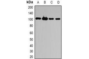 Western blot analysis of ATG9B expression in HepG2 (A), HL60 (B), mouse liver (C), rat brain (D) whole cell lysates. (ATG9B anticorps)