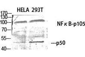 Western Blot (WB) analysis of specific cells using NFkappaB-p105/p50 Polyclonal Antibody. (NFKB1 anticorps  (Thr157))