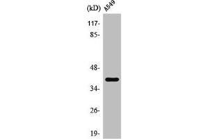 Western Blot analysis of A549 cells using TASK-5 Polyclonal Antibody (KCNK15 anticorps  (C-Term))