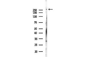 Western blot analysis of lysates from PC12 cells(LPS 4h treatment), using ABC Antibody at 1/1000 dilution.