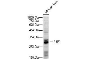Western blot analysis of extracts of Mouse liver, using PEF1 antibody (ABIN7269202) at 1:500 dilution. (PEF1 anticorps)