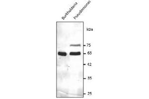 Anti-GroEL Ab at 1/2,500 dilution, 50-100 µg of total protein per Iane, rabbit polyclonal to goat lgG (HRP) at 1/10,000 dilution, (Chaperonin GroEL (GroEL) (C-Term) anticorps)