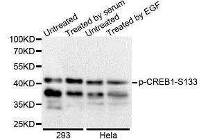 Western Blotting (WB) image for anti-cAMP Responsive Element Binding Protein 1 (CREB1) (pSer133) antibody (ABIN6225375) (CREB1 anticorps  (pSer133))