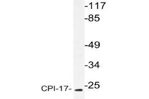 Western blot (WB) analysis of CPI-17 antibody in extracts from HT-29 cells . (CPI-17 anticorps)