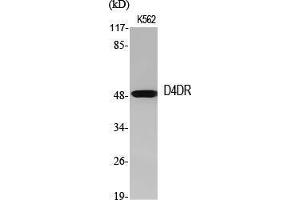 Western Blot (WB) analysis of specific cells using D4DR Polyclonal Antibody. (DRD4 anticorps  (C-Term))