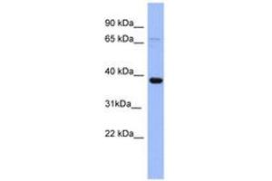 Image no. 1 for anti-Immediate Early Response 5 (IER5) (N-Term) antibody (ABIN6741712) (IER5 anticorps  (N-Term))