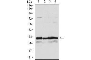 Western blot analysis using NQO1 mouse mAb against A549 (1), Hela (2), MCF-7 (3) and HepG2 (4) cell lysate.