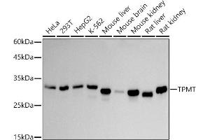 Western blot analysis of extracts of various cell lines, using TPMT antibody (ABIN7270797) at 1:1000 dilution. (TPMT anticorps)
