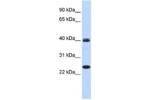 Western Blotting (WB) image for anti-Mesoderm Posterior 1 (MESP1) antibody (ABIN2458389) (MESP1 anticorps)
