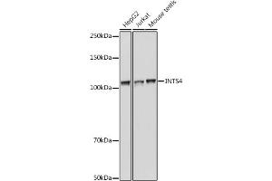 Western blot analysis of extracts of various cell lines, using INTS4 antibody  at 1:1000 dilution. (INTS4 anticorps  (AA 1-270))