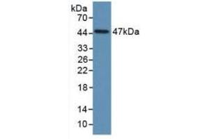 Western Blot; Sample: Recombinant PAI1, Human. (PAI1 anticorps  (AA 25-402))