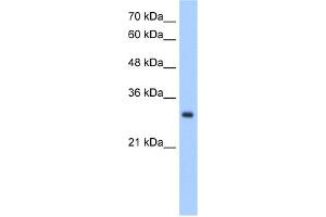 WB Suggested Anti-NPDC1 Antibody Titration:  2. (NPDC1 anticorps  (N-Term))
